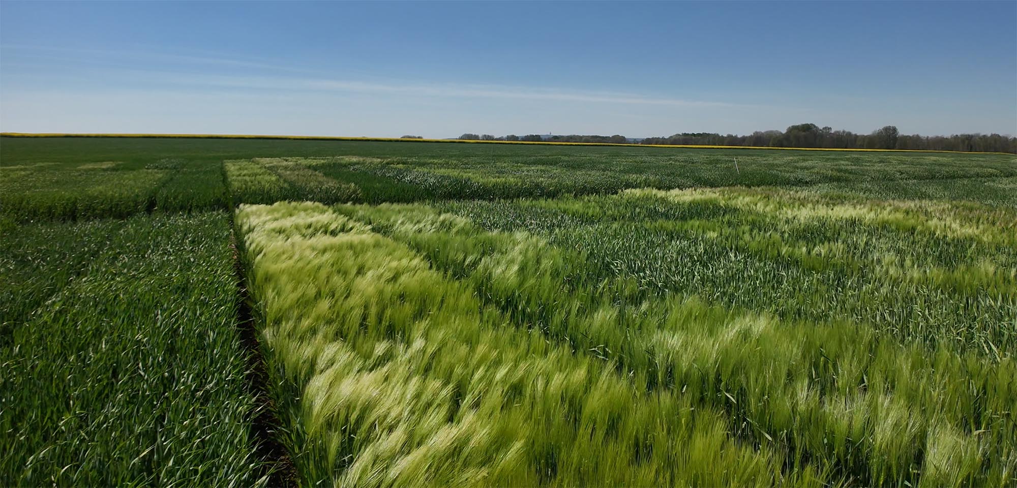 Champ de Malt