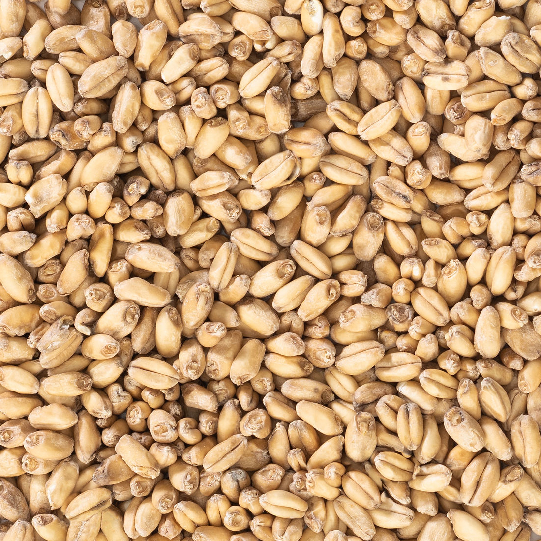 Wheat