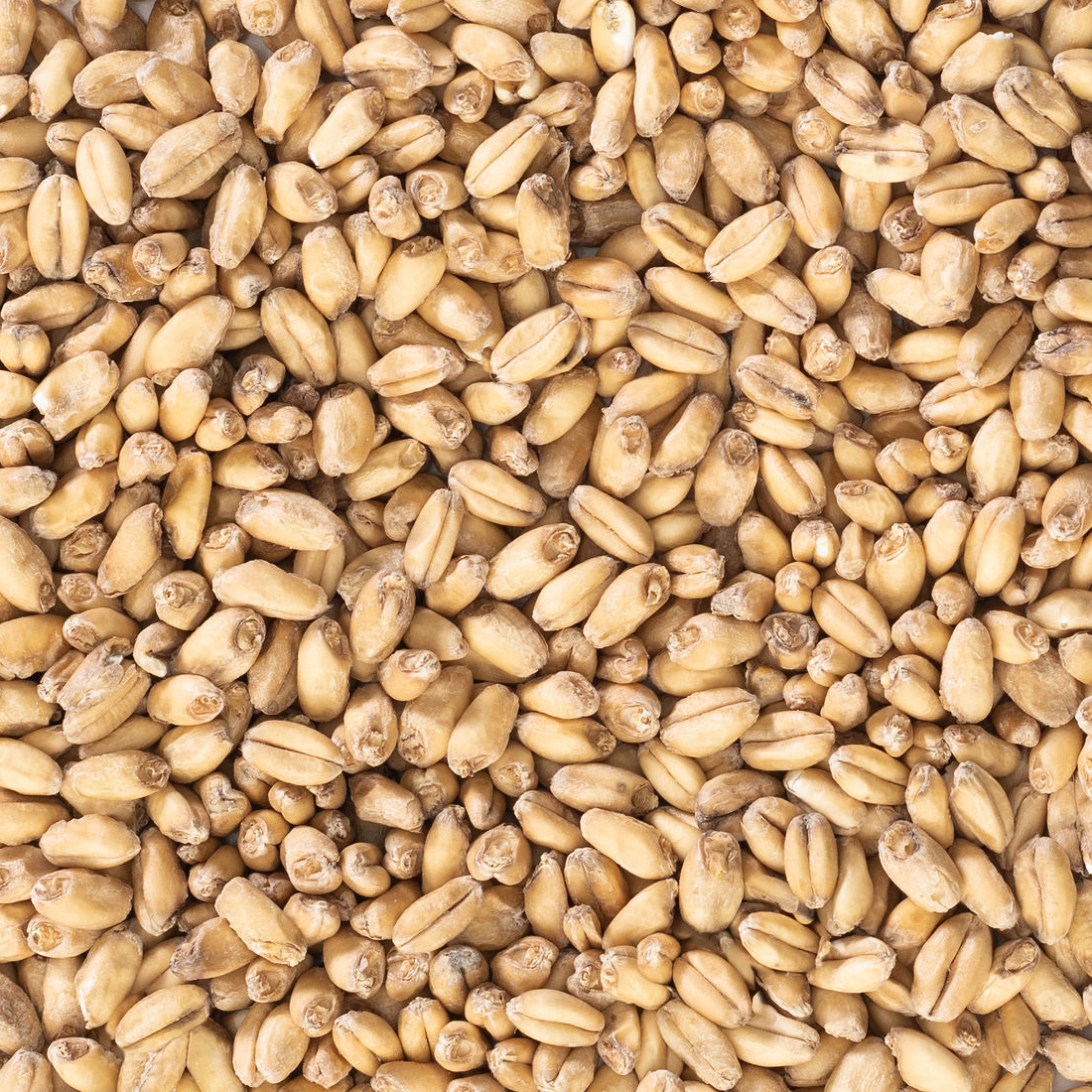 Wheat