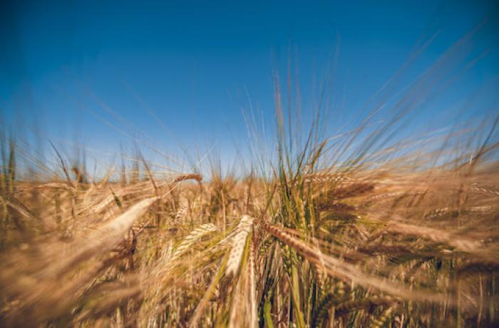 DE l'orge au malt