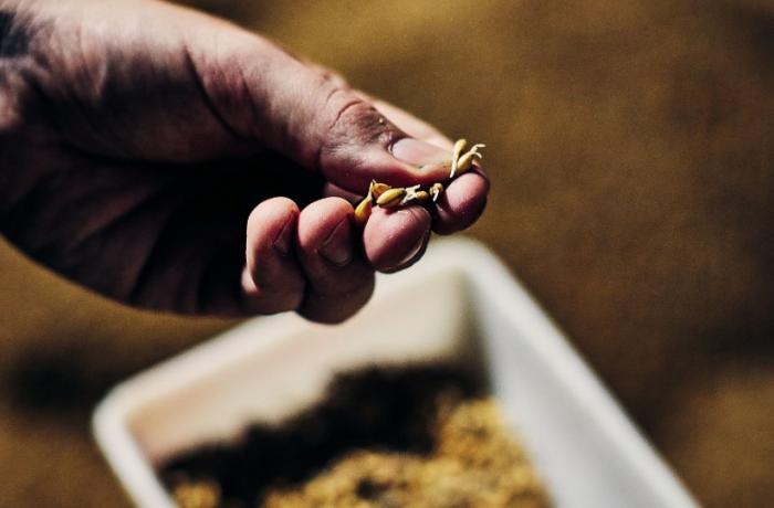 how to make malted barley