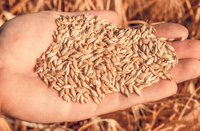 ethique malt