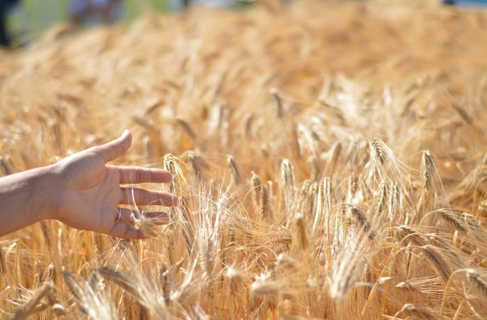 Barley hand