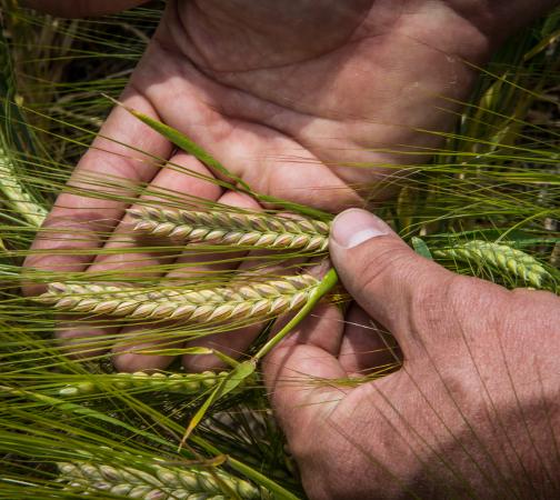 Barley Breeding Varietal