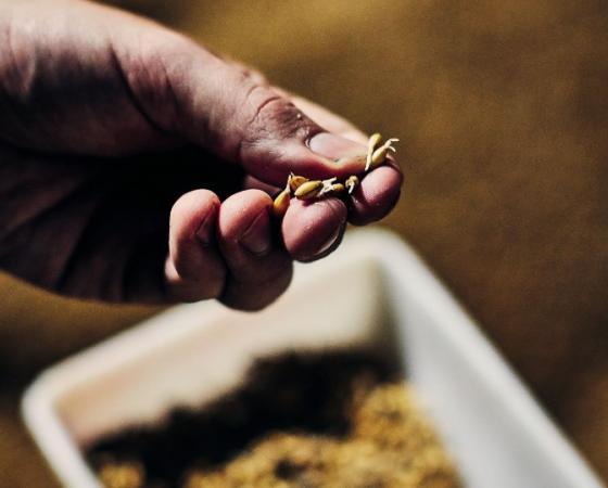 how to make malted barley