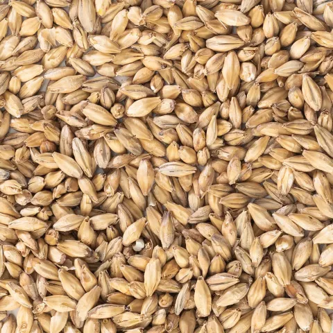 Malt Lager