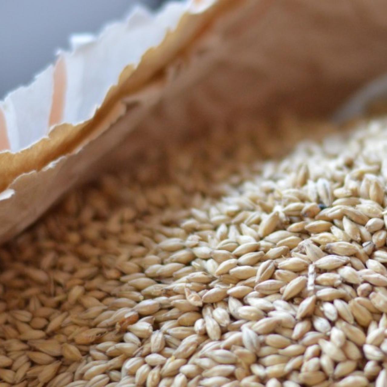 how to make malted barley