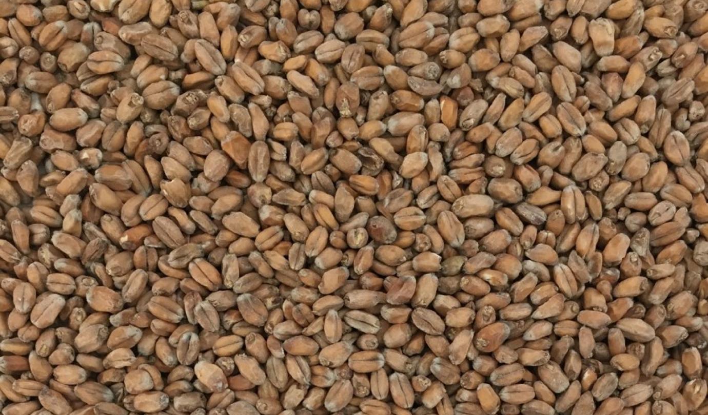 wheat malt