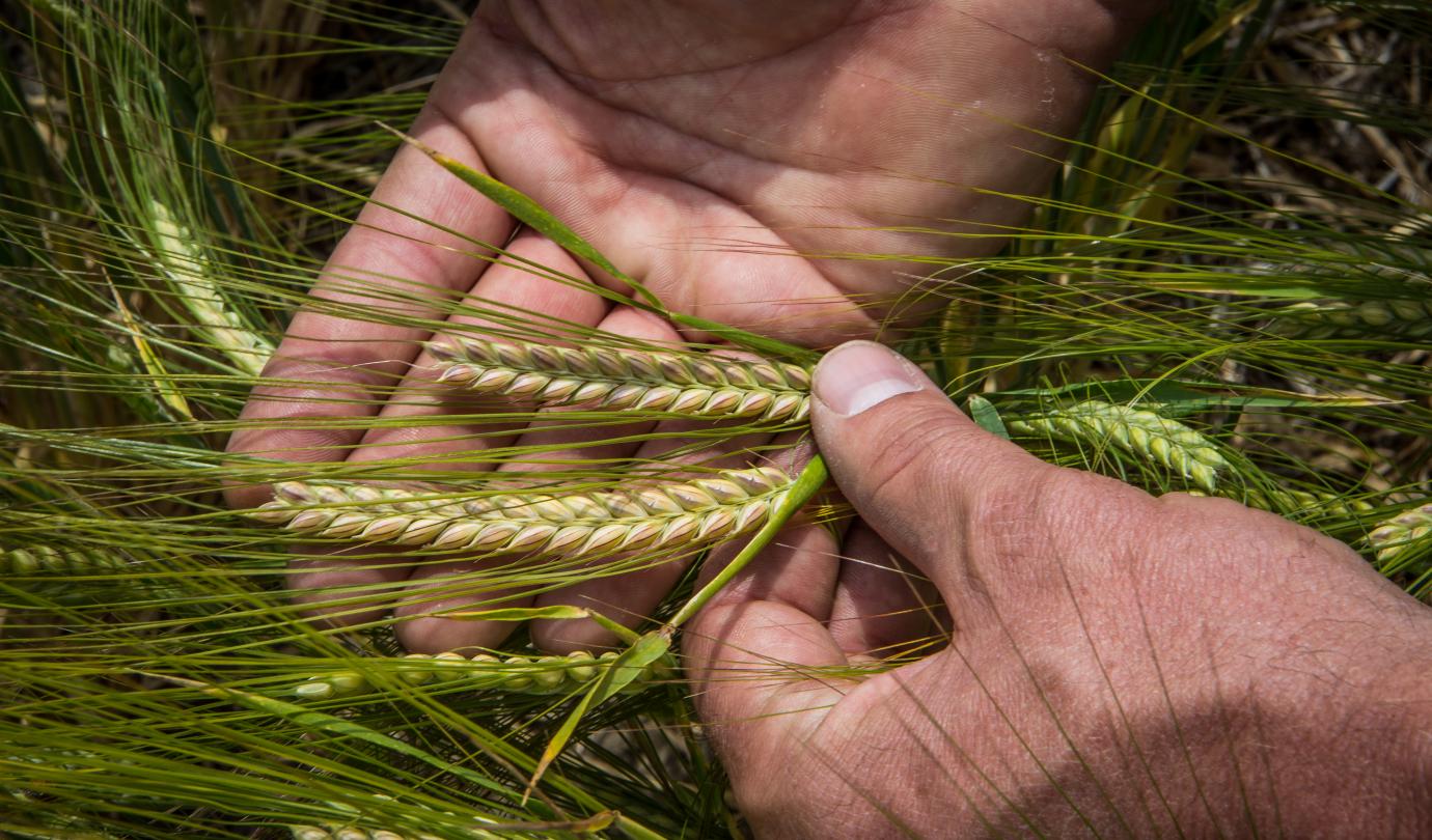 Barley Breeding Varietal