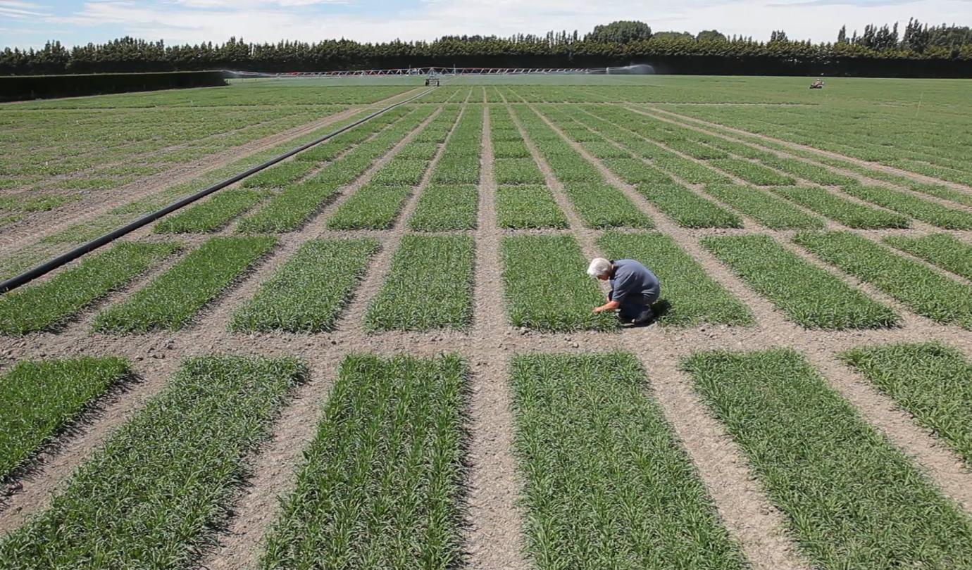 New zealand barley breeding