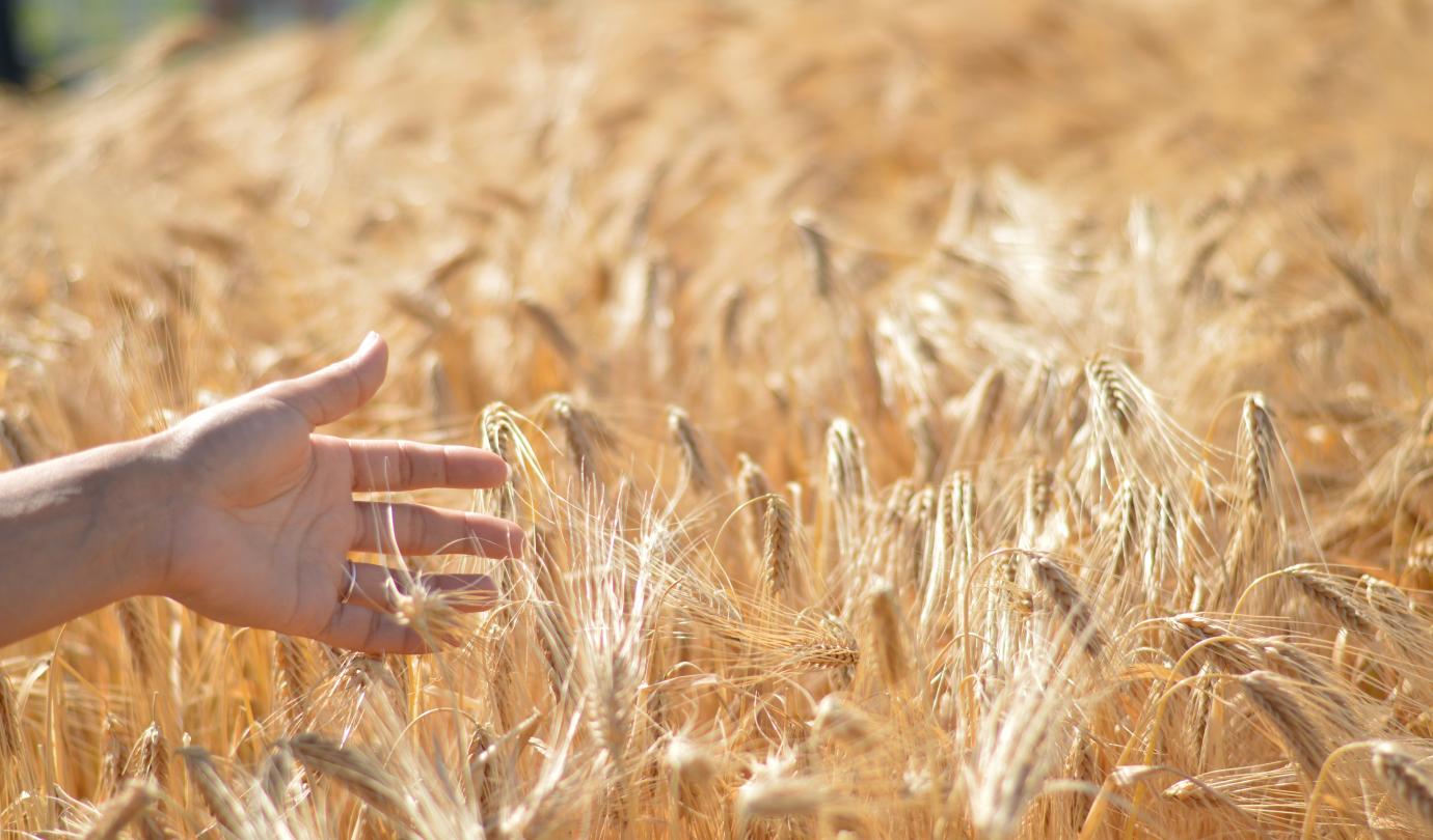 Barley hand